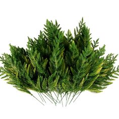 small evergreen bush with green leaves on white background