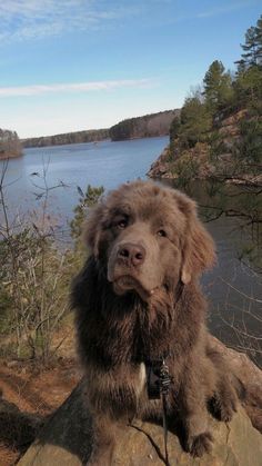 a large brown dog sitting on top of a rock next to a body of water