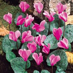 pink flowers are blooming in the garden next to a tree trunk with green leaves