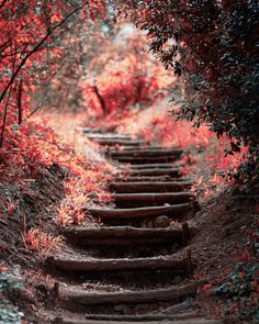 an old set of stairs in the woods surrounded by trees with red leaves on them