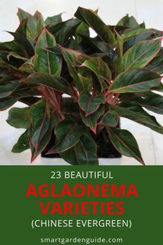 a close up of a plant with text overlay reading 23 beautiful aglaonema varieties chinese evergreen