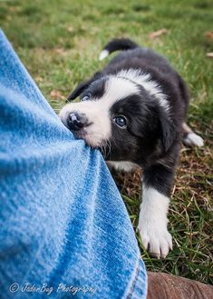 a small black and white puppy is chewing on someone's leg while sitting in the grass