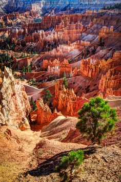 the grand canyons in the desert are very colorful