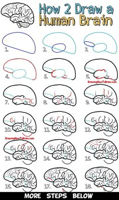 how to draw a human brain for kids and beginners with step by step instructions