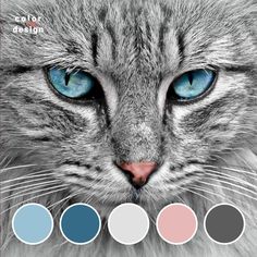 a gray cat with blue eyes is shown in the color palettes on this page