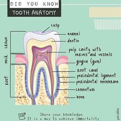 Anatomy Of Tooth, Dental Nursing, Hygiene School, Dental Assisting