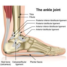 The ankle joint, tendons of the ankle joint foot anatomy vector illustration Ankle Anatomy, Joints Anatomy, Knee Bones, Human Muscle Anatomy, Foot Anatomy, Anatomy Bones, Ankle Mobility, Ankle Pain, Muscle Anatomy