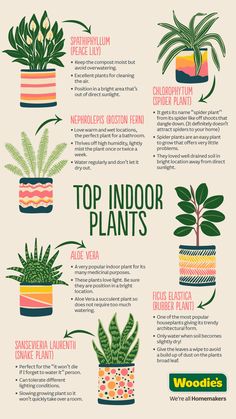 the top indoor plants for your houseplants info sheet is shown in this image