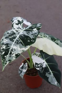 a potted plant with white and green leaves