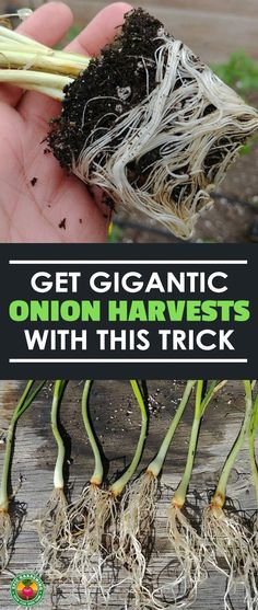 someone holding up some plants with roots in their hands and the words get organic onion harvest kits