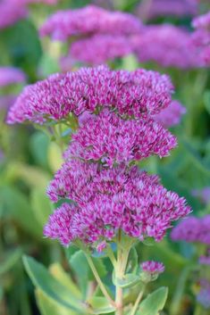 purple flowers with green leaves in the background