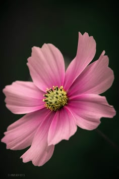 a pink flower with yellow stamens on it's center is photographed against a black background