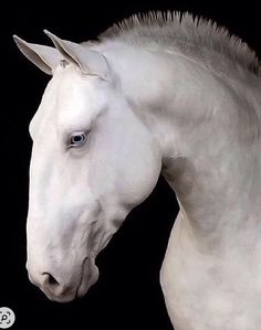 a white horse with blue eyes is standing in front of a black background and has its head turned to the side