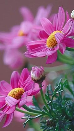 pink flowers with yellow centers and green stems in front of a brown background, close up