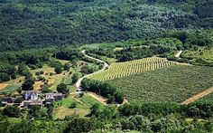 an aerial view of a vineyard in the mountainside area with lush green trees and rolling hills