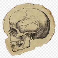 a drawing of a human skull on a piece of paper with torn edges and a hole in the middle