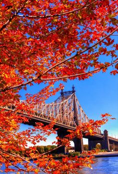 a bridge that is over some water with trees in the foreground and red leaves on the ground