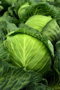 many green cabbages are growing together in the field