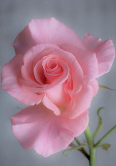 Embedded image permalink Yehuda Devir, Rose Wallpapers, Hybrid Tea Rose, Rose Pictures, Most Beautiful Flowers