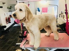 a white dog standing on top of a table in a hairdressers shop