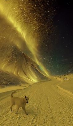 a dog is standing in the middle of a snowy road with an aurora bore behind it