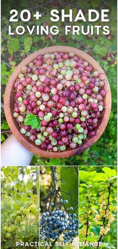 some grapes are growing in a bowl on the vine and there is text that reads 20 + shade loving fruits practical self reliance