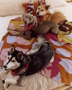 three dogs laying on top of a bed next to each other