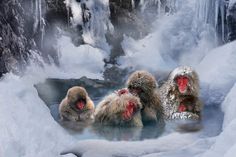 three snow monkeys are sitting in the hot tub with icicles on it's sides