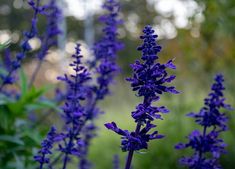 some purple flowers are growing in the grass