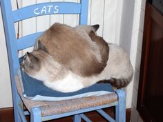 a cat sitting on top of a blue chair