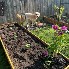 a dog standing in the middle of a garden with flowers and plants growing out of it