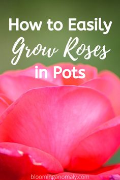 a pink rose with the words how to easily grow roses in pots on top of it