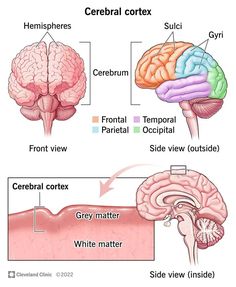 the cerebral and parietal views of the human brain are shown