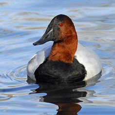 a duck is swimming in the water