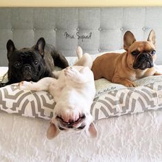 two small dogs laying on top of a bed with their paws up in the air