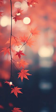 red leaves are hanging from a branch with blurry lights in the background