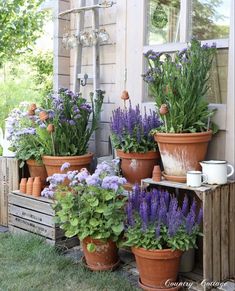 some potted plants are sitting outside on the side of a house with purple flowers in them