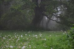 the grass is covered with white flowers and trees are in the foggy forest area