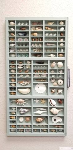 Seashell Display, Shell Display, Sage Blue, Coral Sea, Printers Tray, Shell Crafts Diy, Seashell Art, Sea Urchin, Beach Crafts