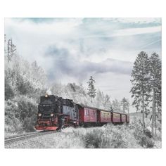 a black and red train traveling through a forest filled with tall pine trees on a cloudy day