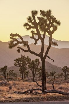 a joshua tree in the desert with mountains in the backgrounnd at sunset