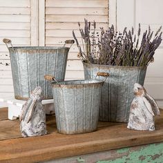 three metal buckets with lavender plants in them