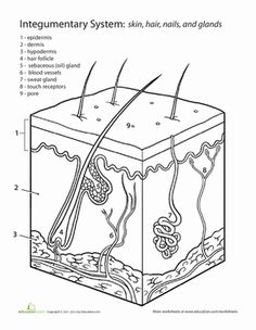 an animal's body is labeled in the diagram