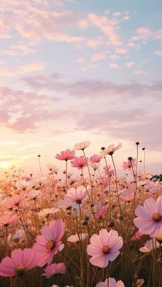 the sun is setting over a field full of pink flowers