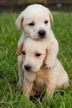 two puppies cuddle together in the grass, one is white and the other is light brown