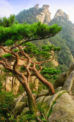 the words korea travel and pics are in front of a mountain range with pine trees