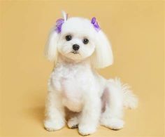 a small white dog with purple bows on it's head sitting in front of a yellow background