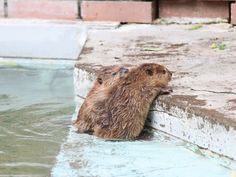 a wet groundhog sitting on the edge of a pool with its head in the water