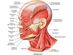 the muscles are labeled in this diagram