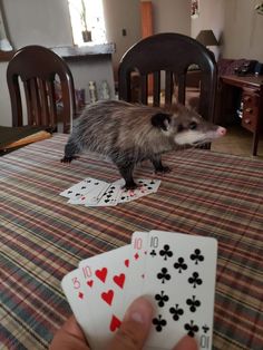 a hand holding playing cards with an oposs standing on top of it next to a table